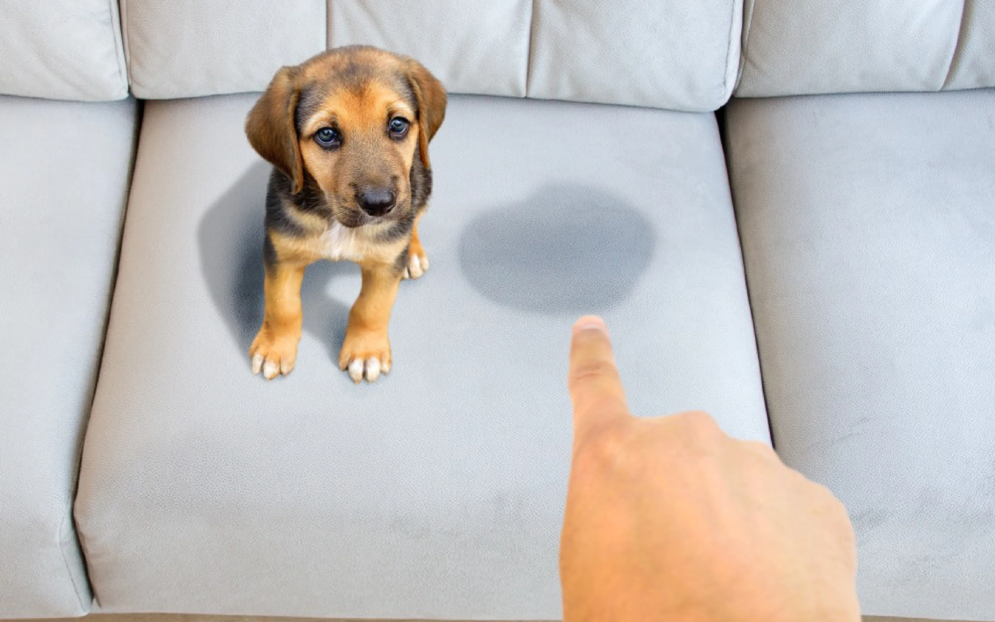 carpet cleaning in brooklyn, carpet cleaning in brooklyn, carpet cleaning brooklyn, carpet cleaners in brooklyn, carpet cleaners in brooklyn, commercial carpet cleaning, commercial carpet cleaning in brooklyn, brooklyn rug cleaners, rug cleaning services in brooklyn, same day carpet cleaning, same day rug cleaning